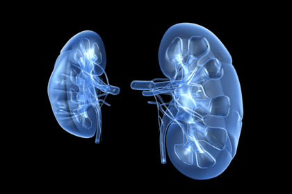 kidney