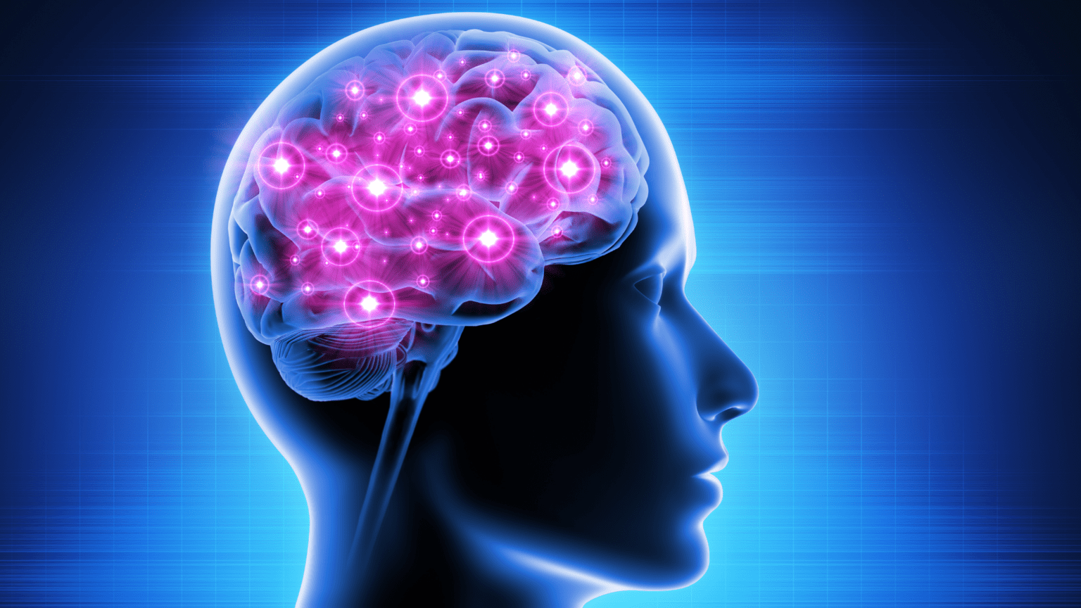 Brain