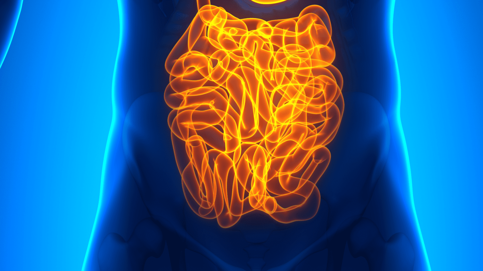 Intestine