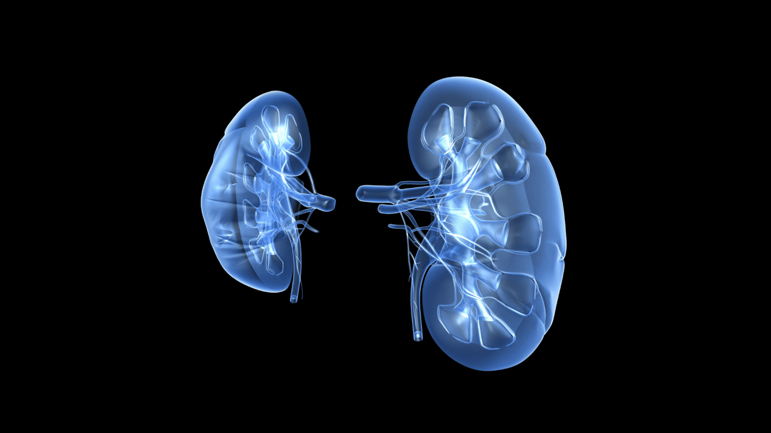 Kidney